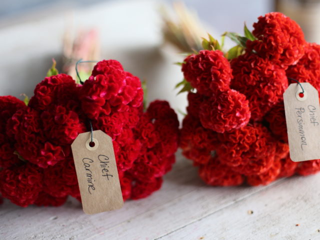 Bunches of red celosia