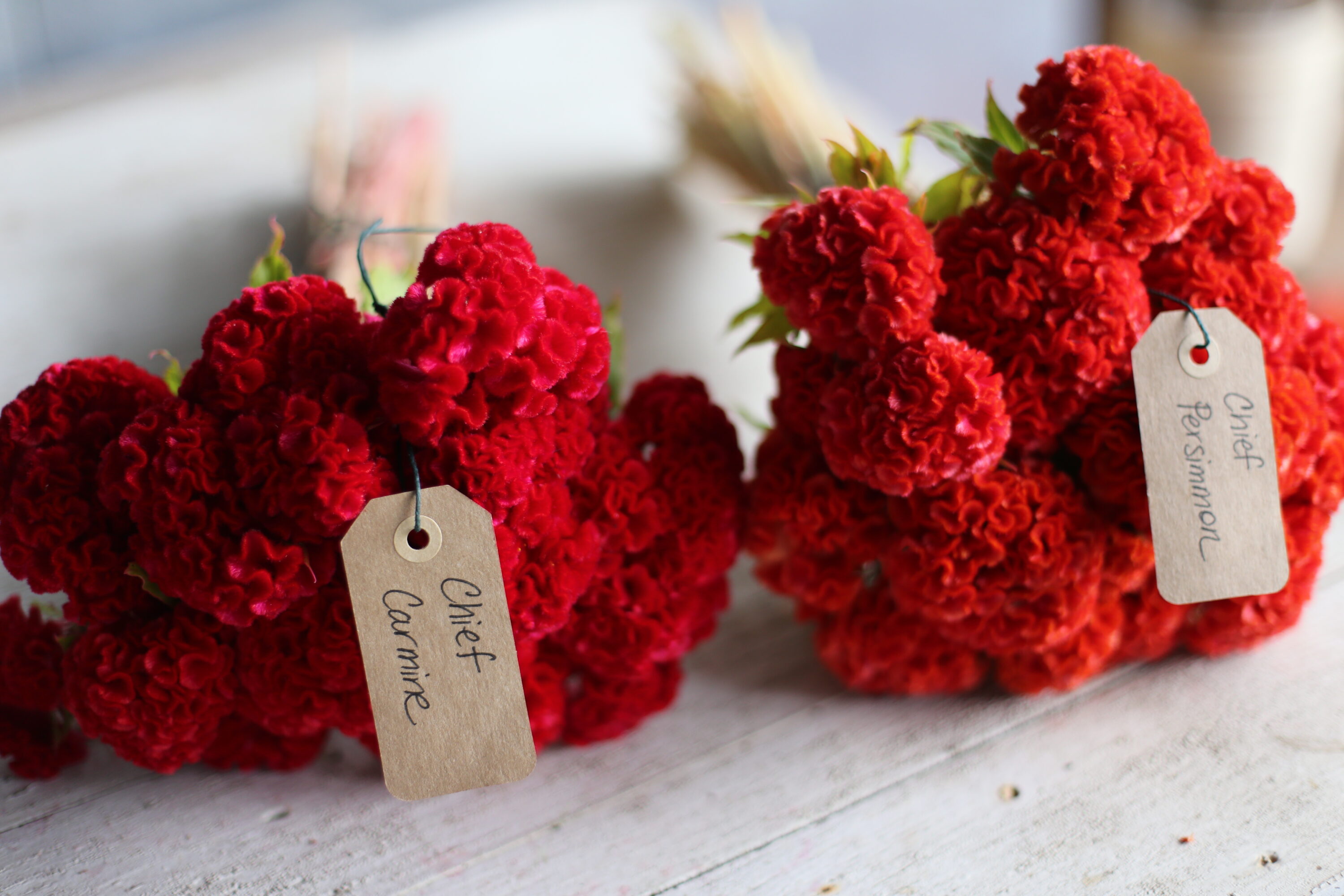 Bunches of red celosia