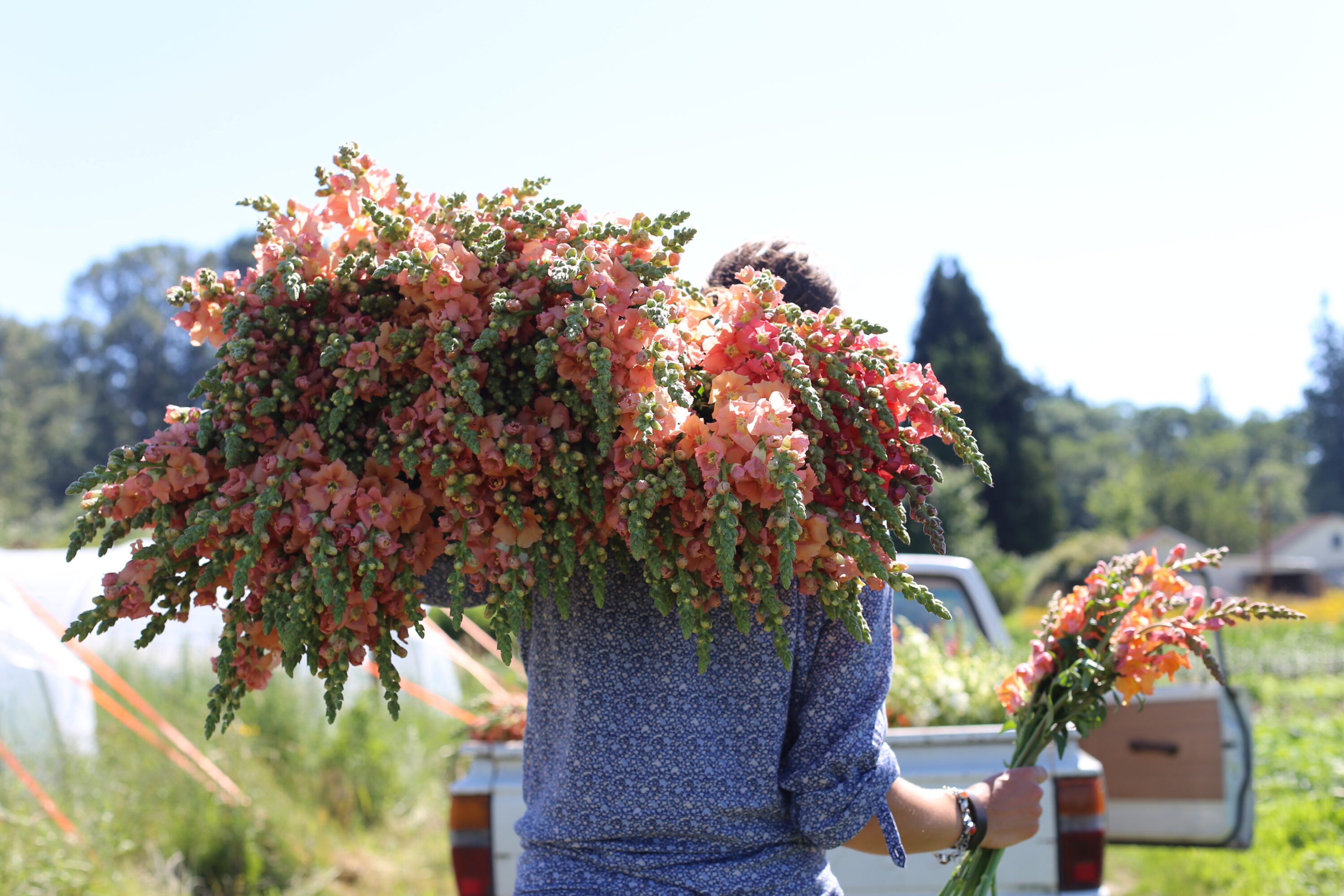 Erin Benzakein with an armload of snapdragons