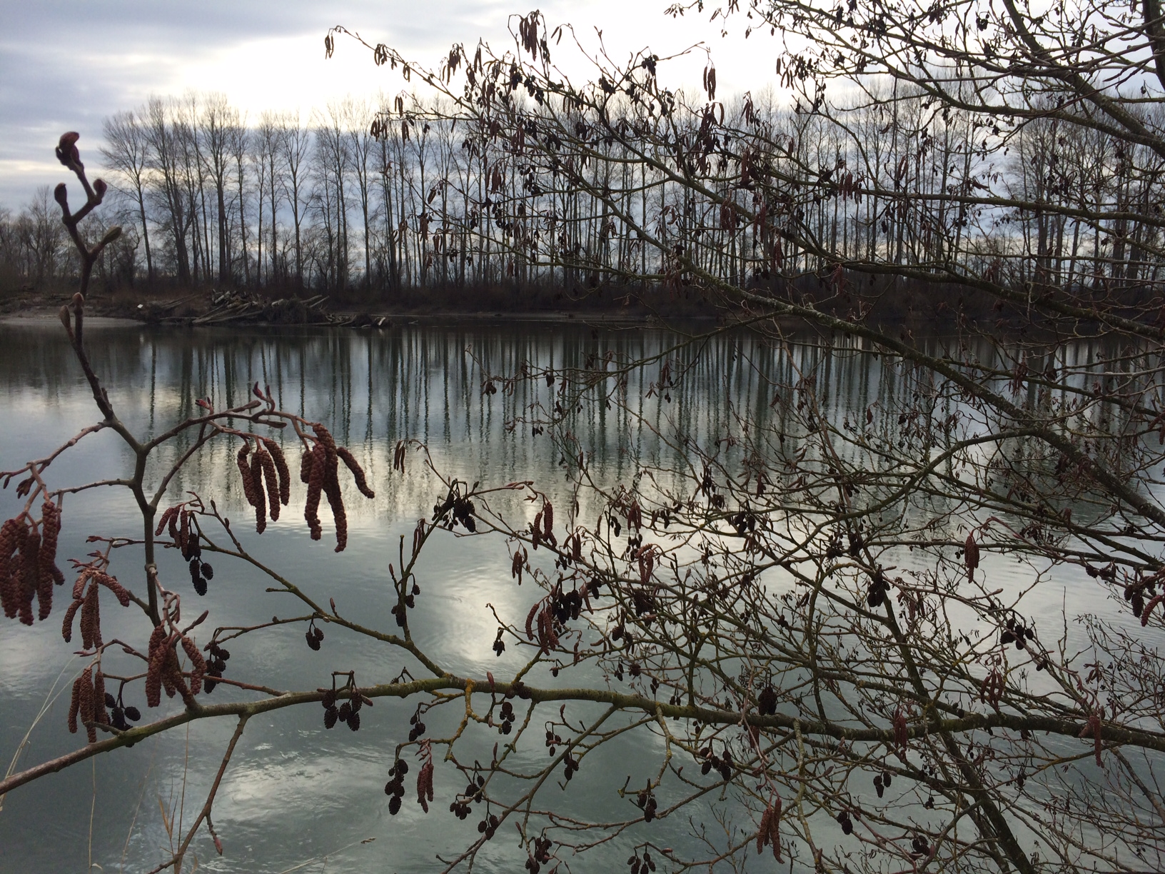 A pond surrounded by trees