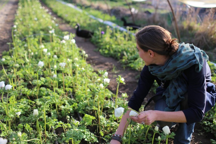 Harvesting anemones