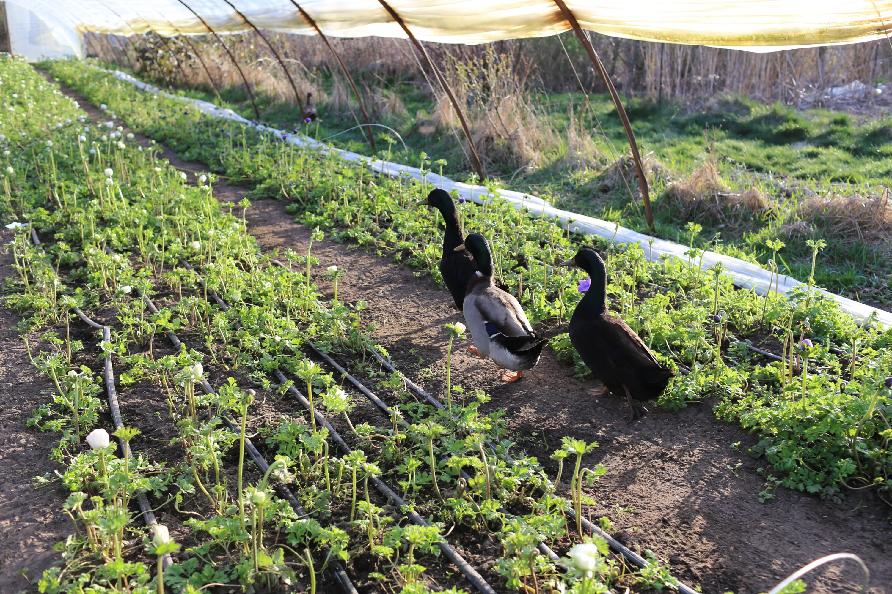 Ducks in a greenhouse
