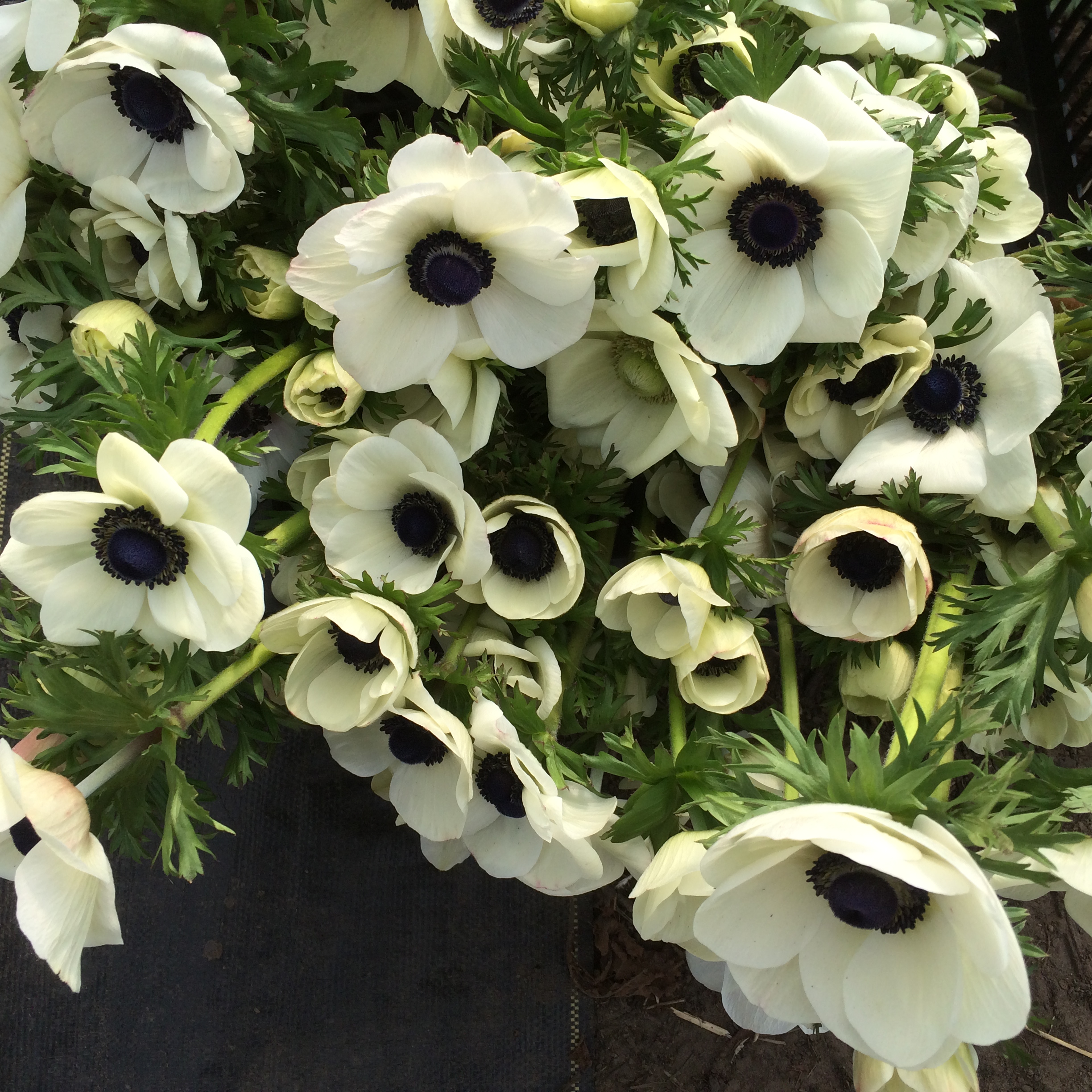 A bucket of anemone flowers
