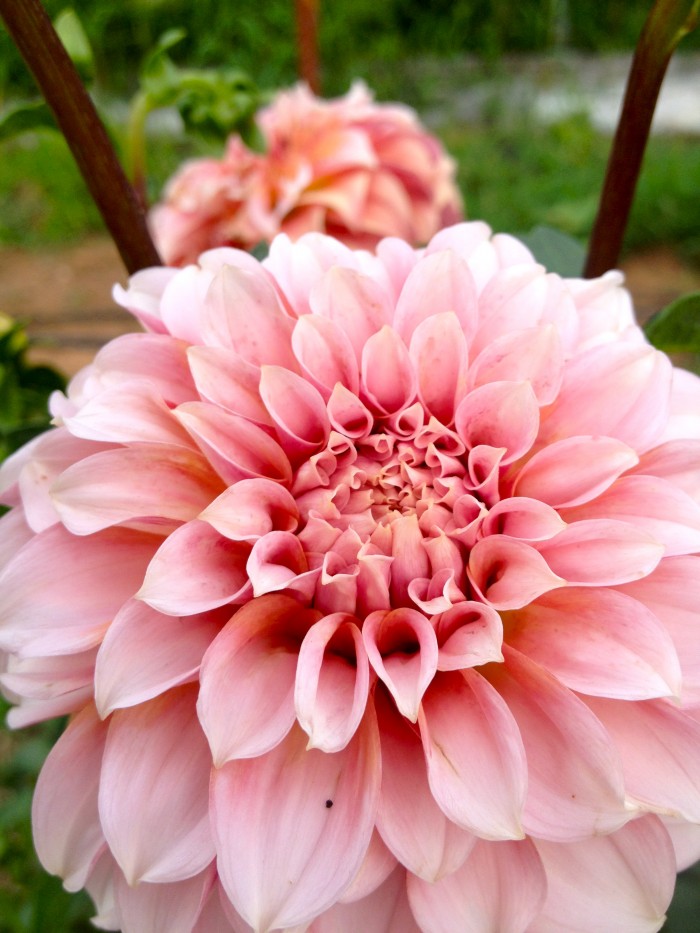 pink dahlia