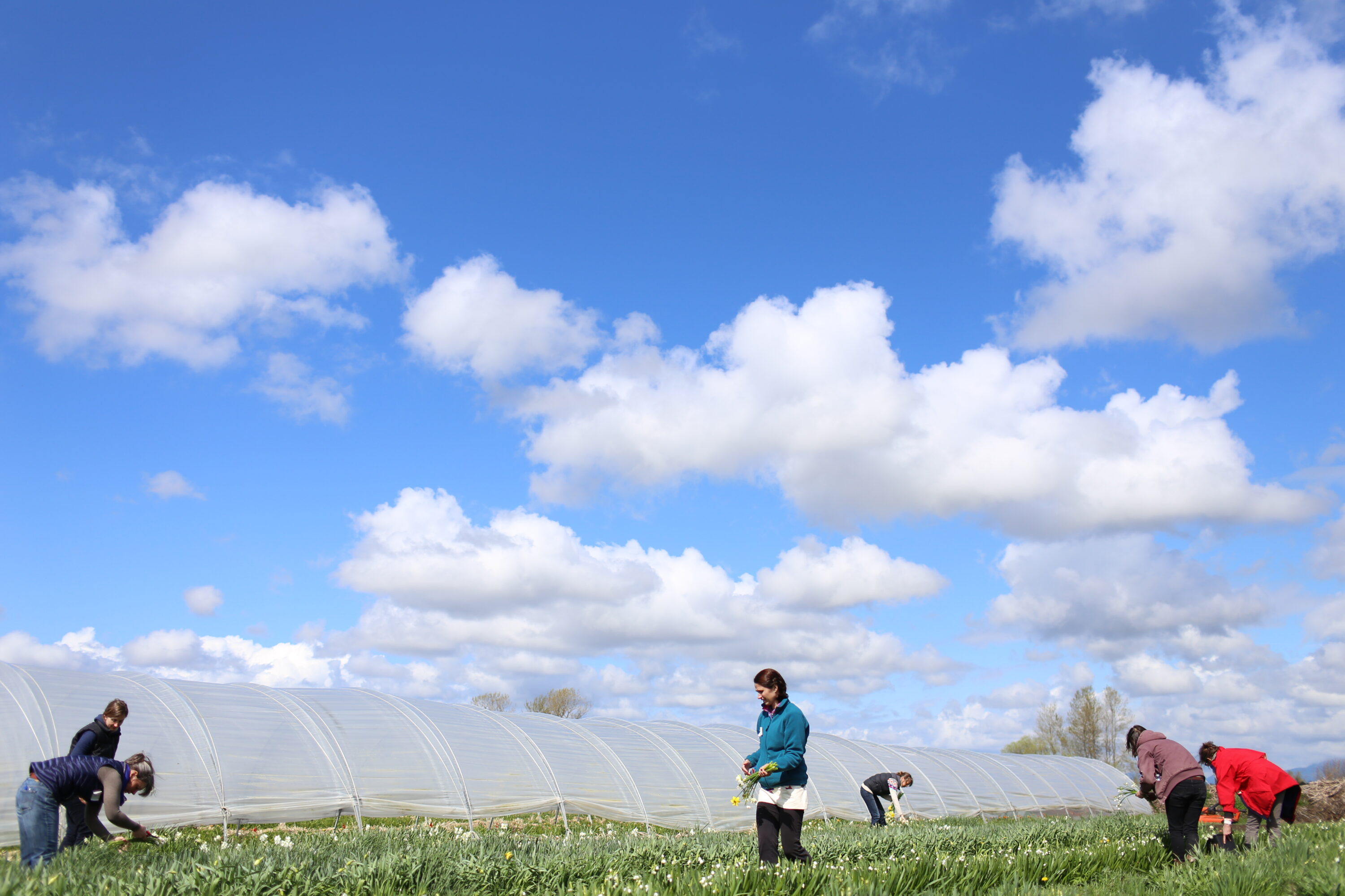 People harvesting daffodils in a field