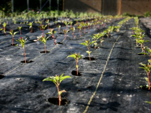 Rows of plants growing through landscape fabric