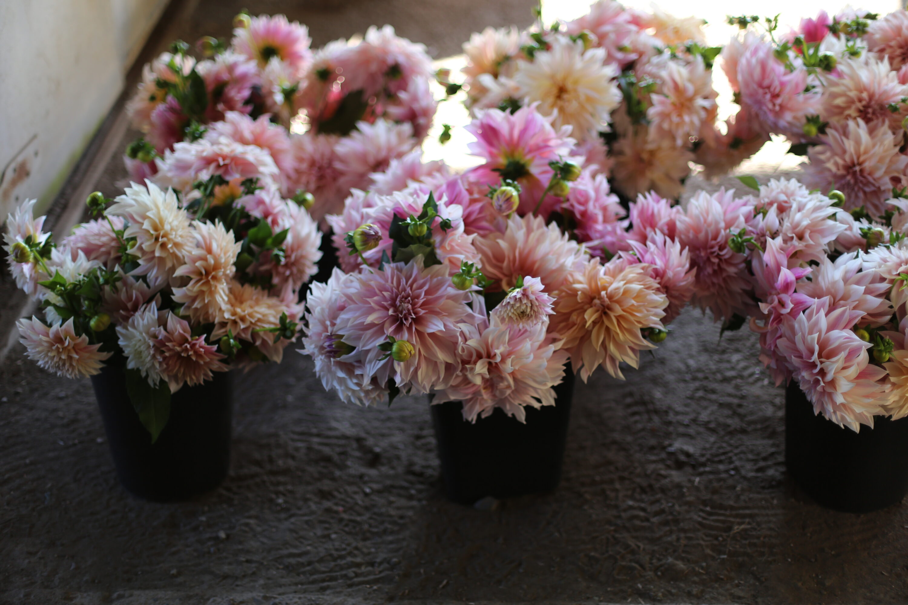 Buckets of Cafe au Lait Dahlias