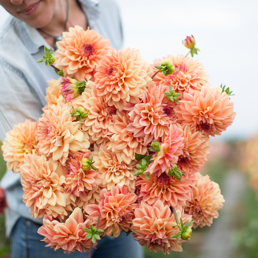 Dahlia Ferncliff Copper