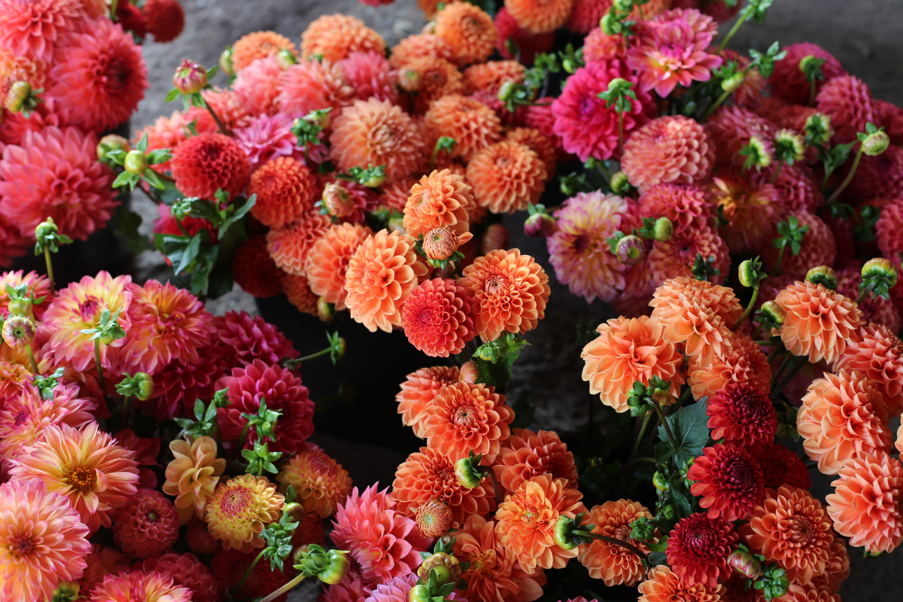 Buckets of dahlias