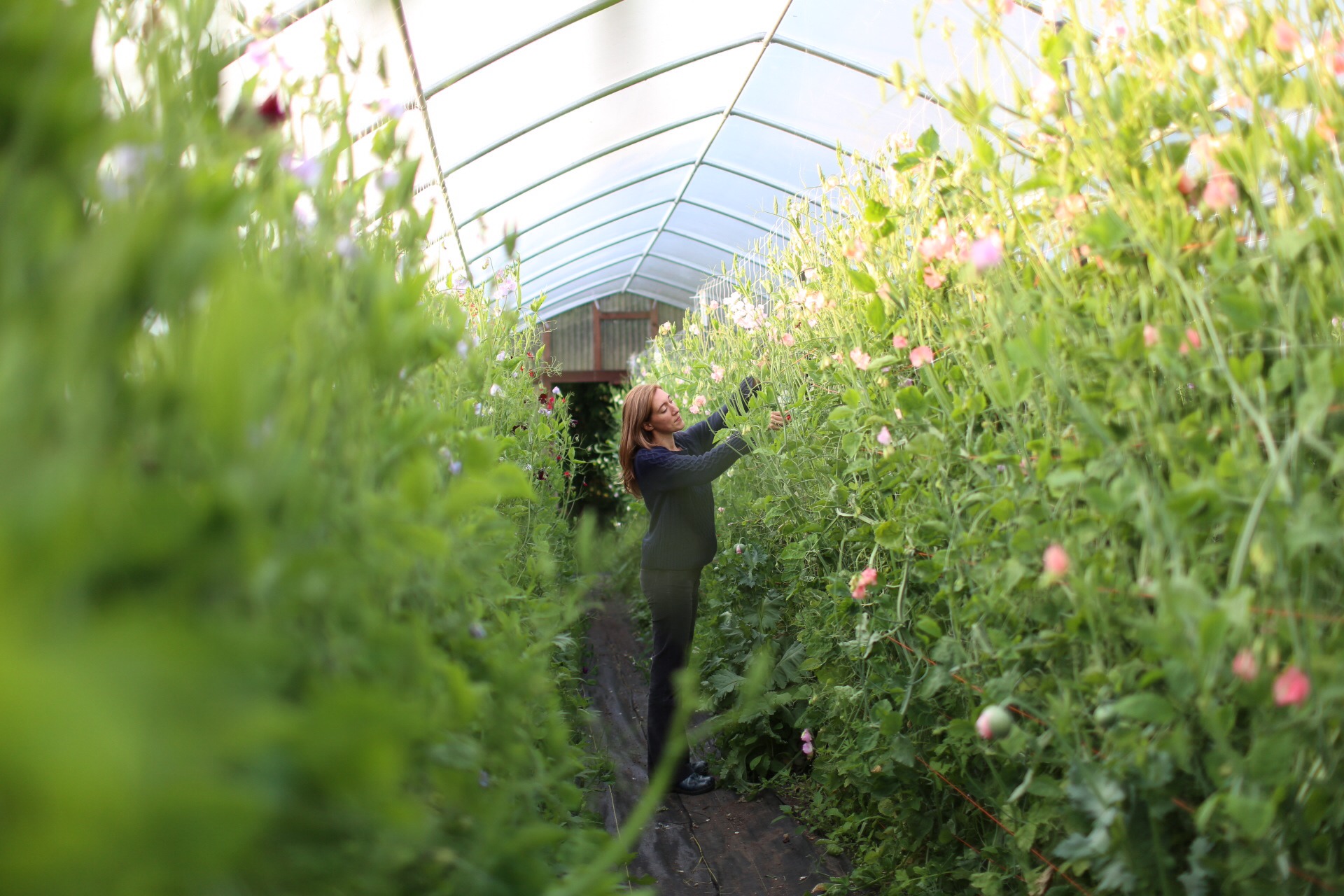 Erin Benzakein harvesting sweet peas