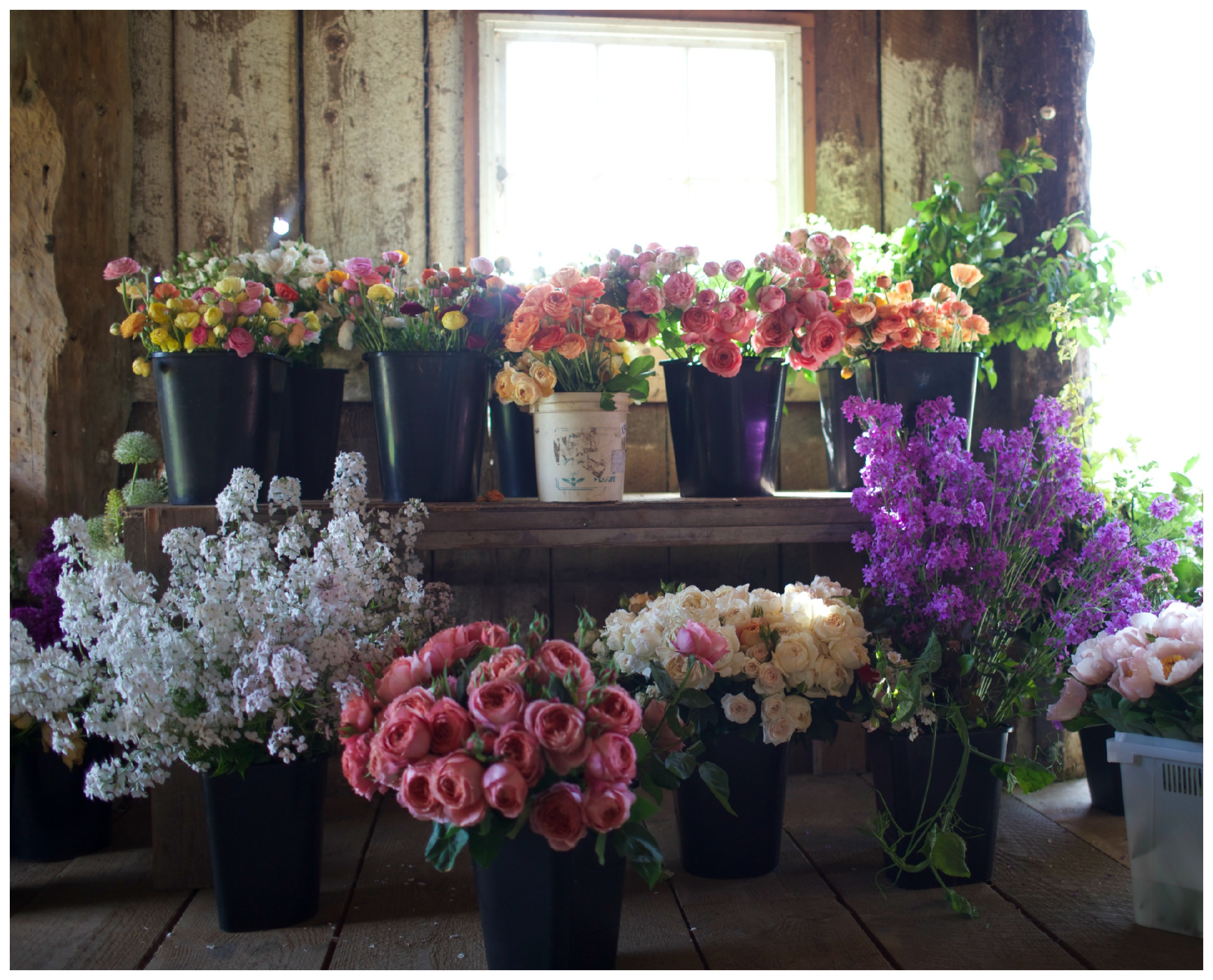 Buckets of flowers