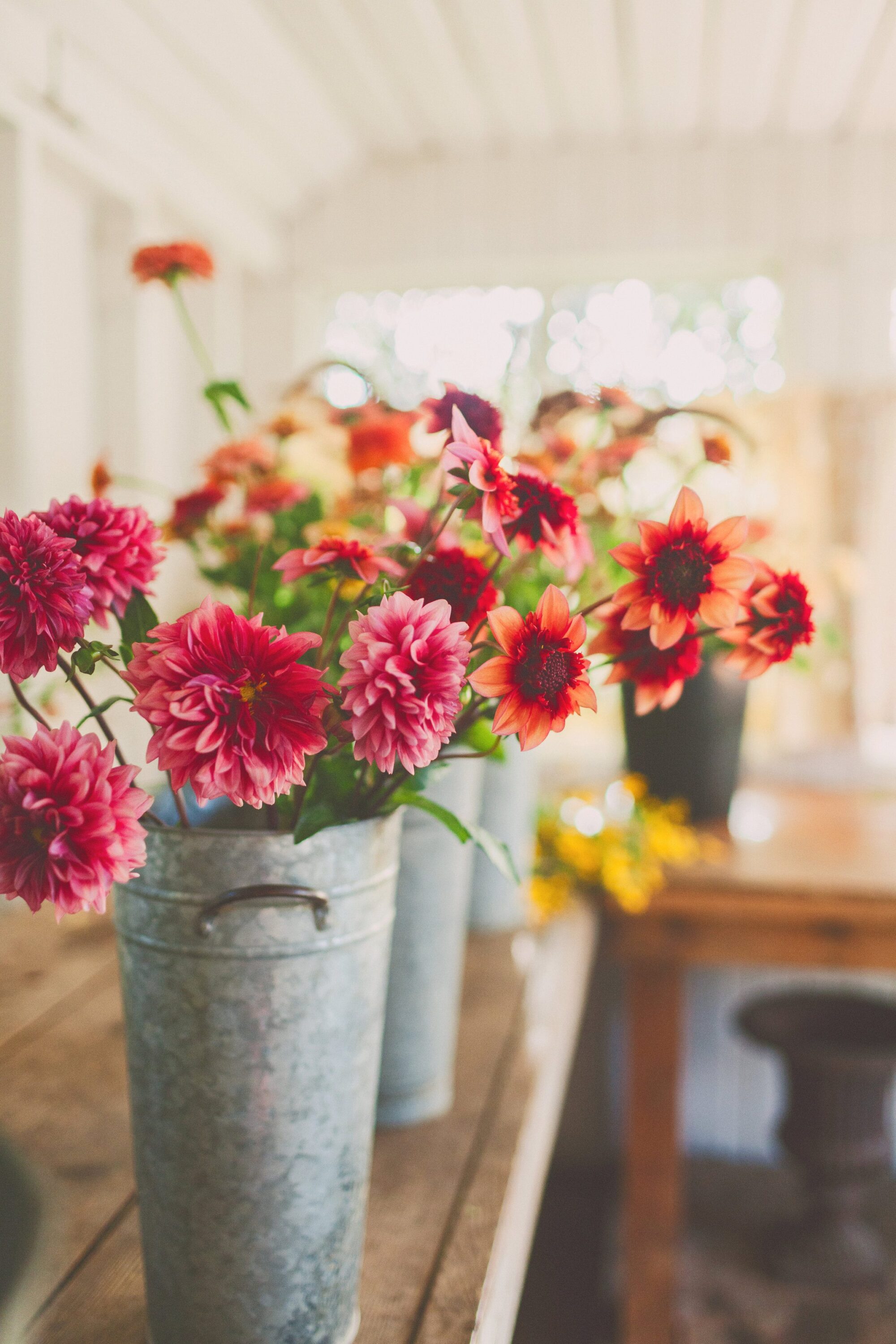 Buckets of dahlias in the Floret studio