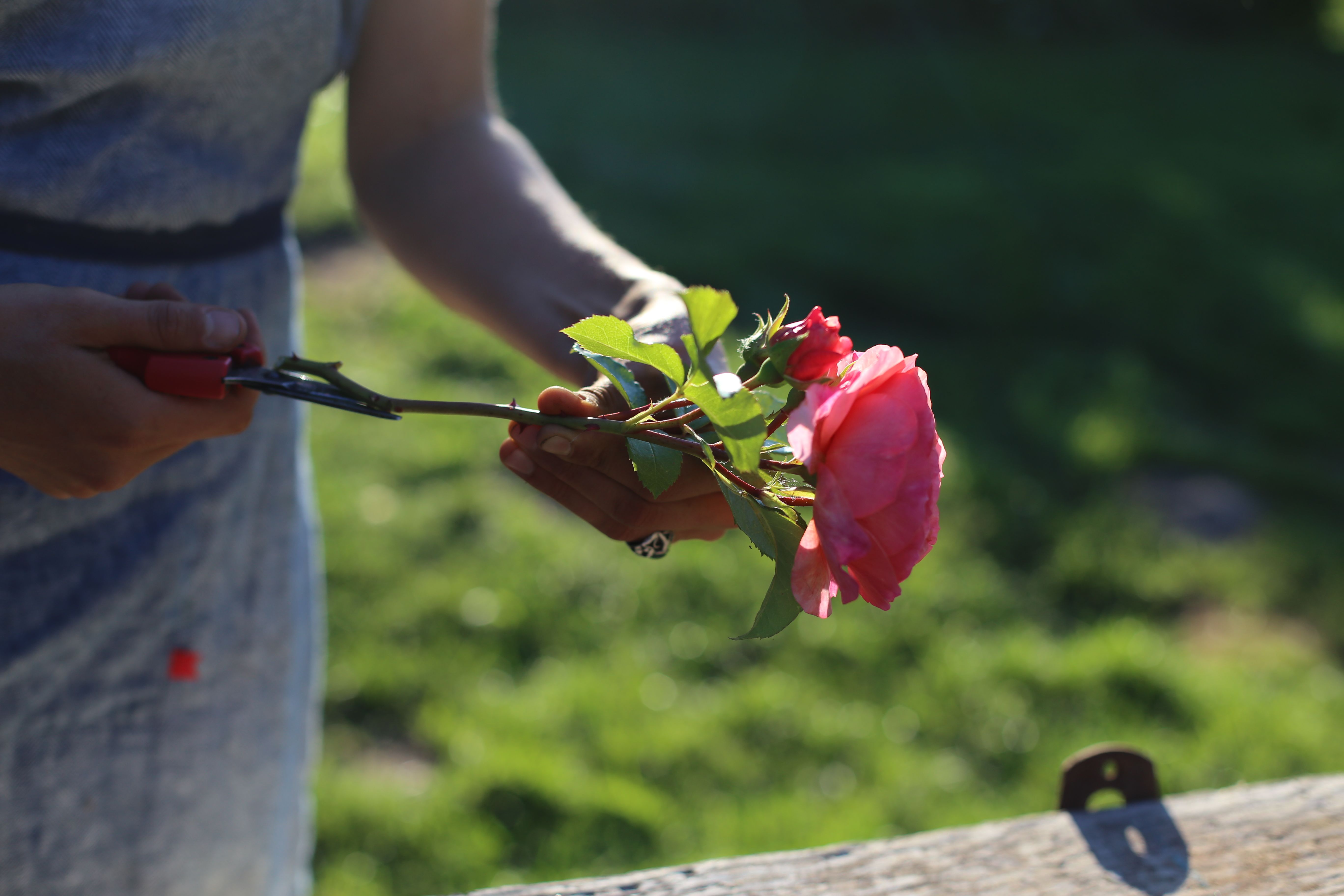 Removing thorns from a rose