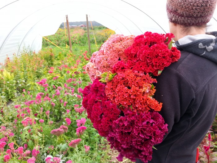 Lily with an armload of Celosia from our trial
