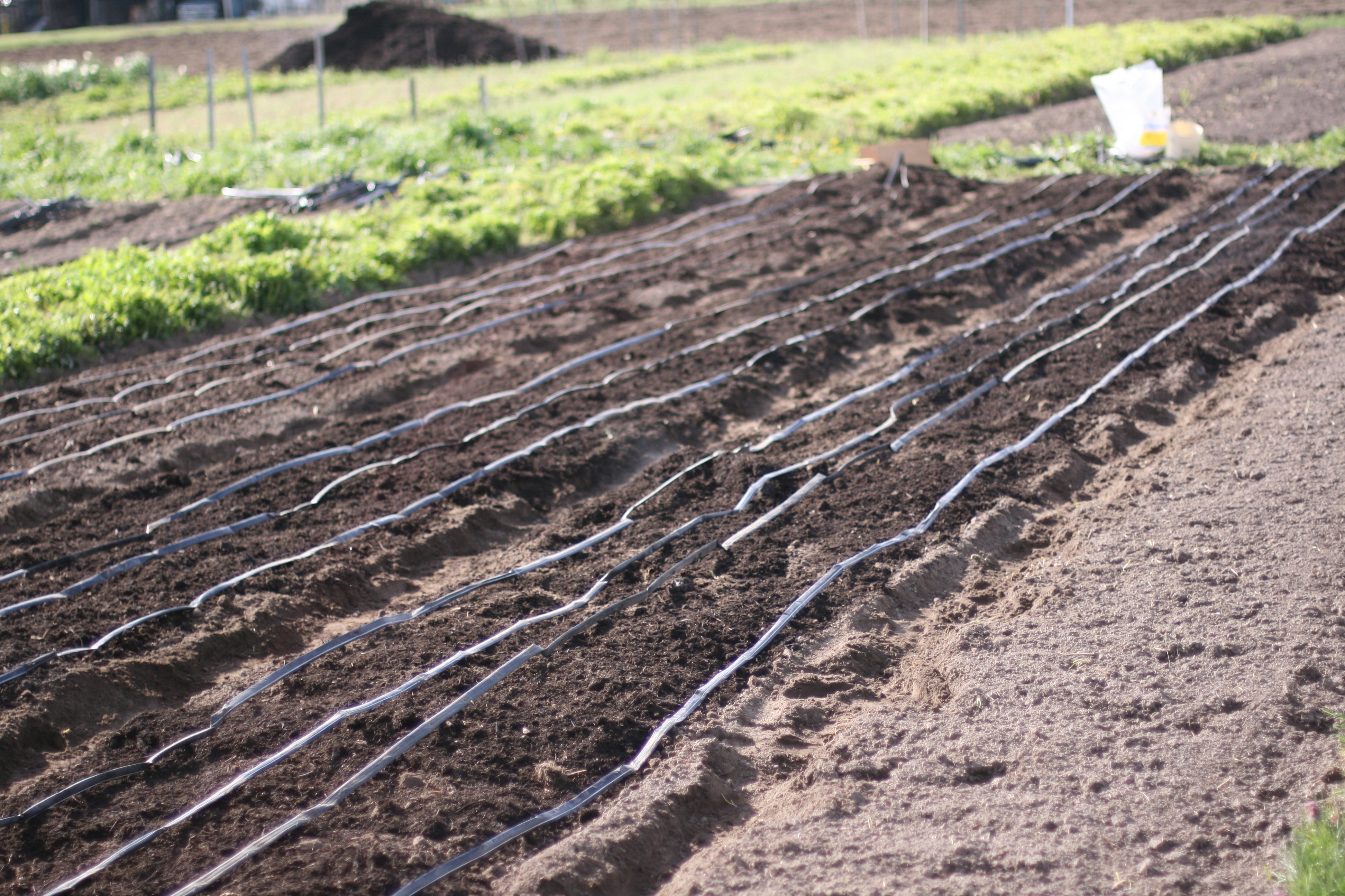 Garden beds with drip irrigation