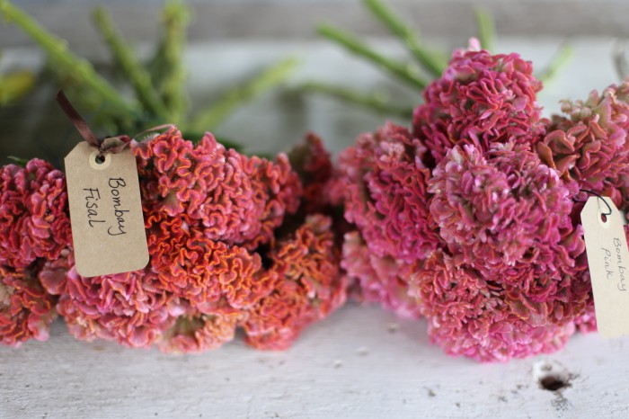 Celosia Bombay 'Fisal' & 'Pink'