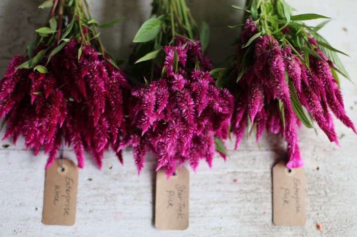 (left to right) Celosia Enterprise 'Wine', Star Trek 'Pink', Enterprise 'Pink'