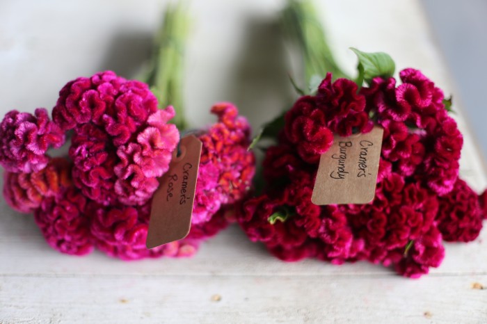 Celosia Cramer's 'Pink & Burgundy'