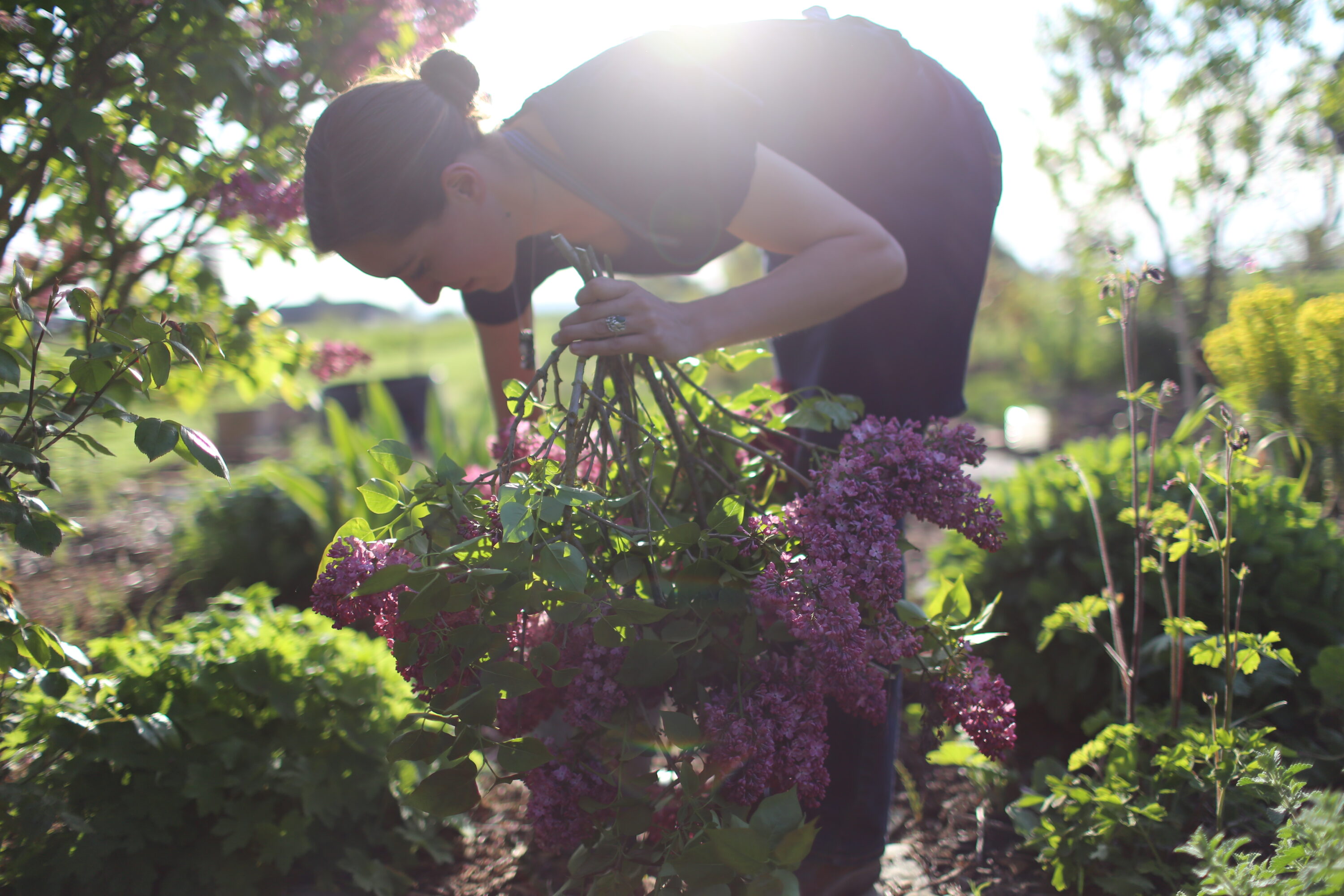 Erin Benzakein harvesting lilacs