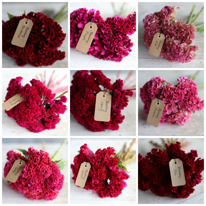 red:pink:celosia