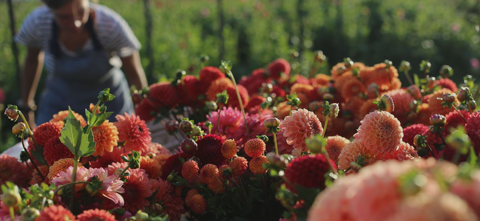 floret dahlias 