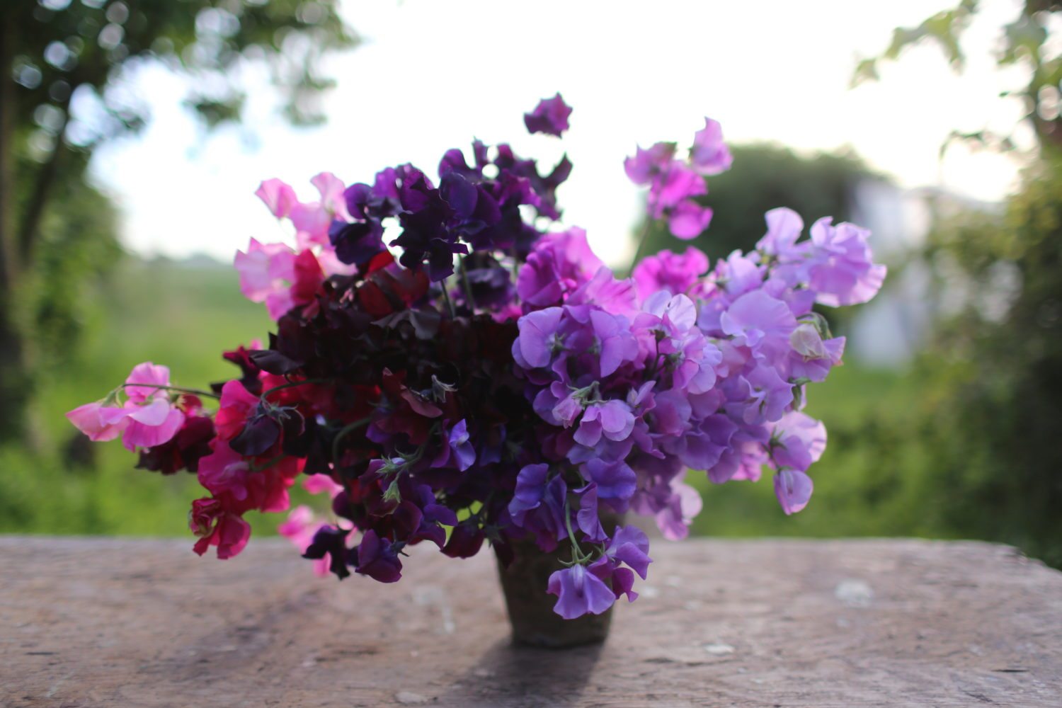 Sweet peas in a vase