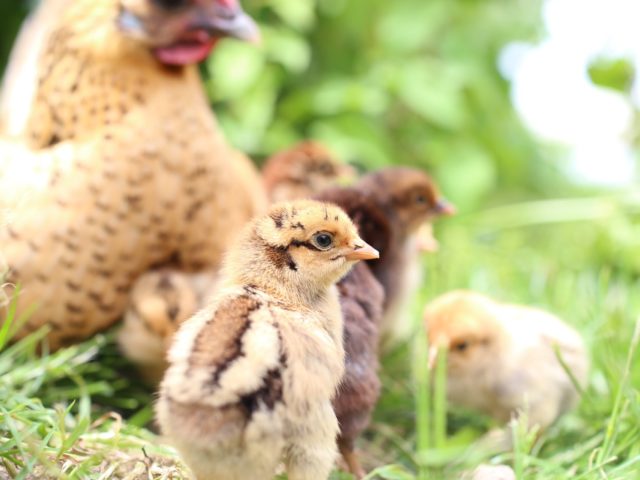 A hen with chicks