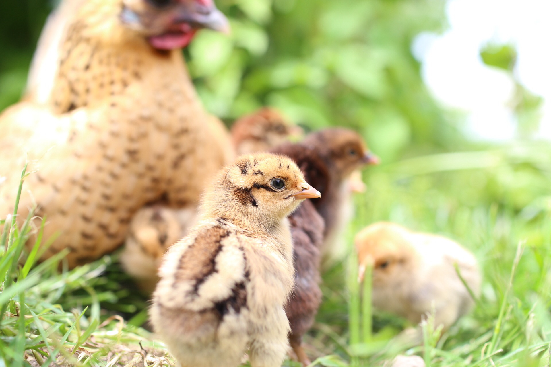 A hen with chicks