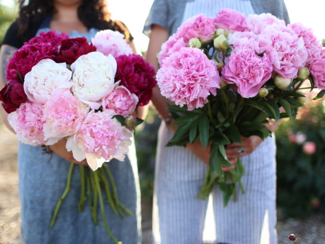 Two people holding bouquets of peonies