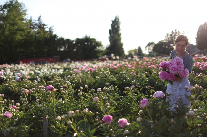 Erin of Floret harvests peonies at North Field Farm 