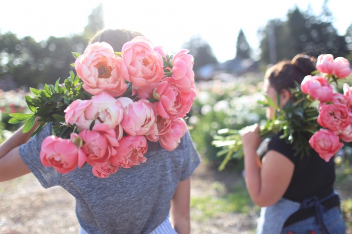 Floret team harvests peonies at North Field Farm 