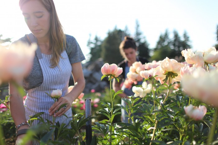 Floret harvests peonies at North Field Farm 