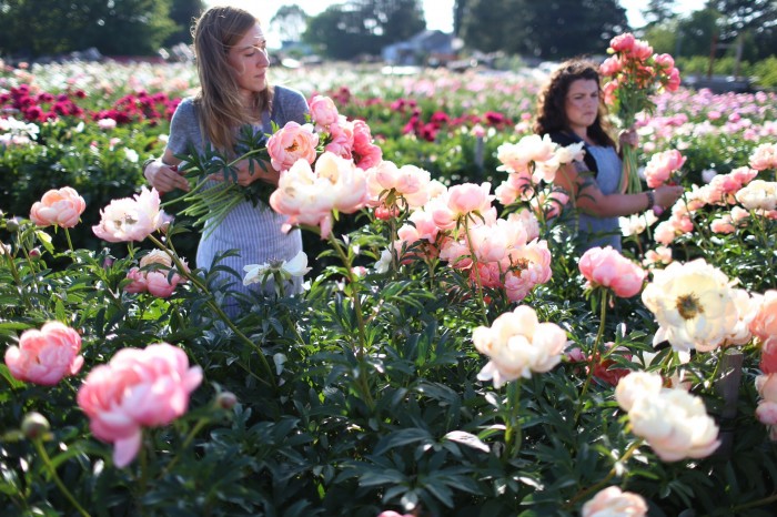 Erin and Vanessa at Floret harvest peonies at North Field Farm 