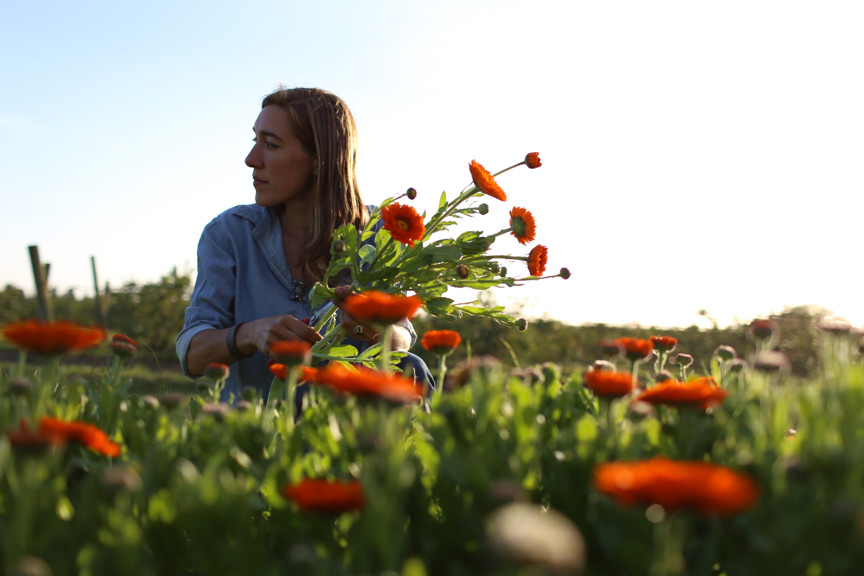 Erin Benzakein harvesting flowers in the field