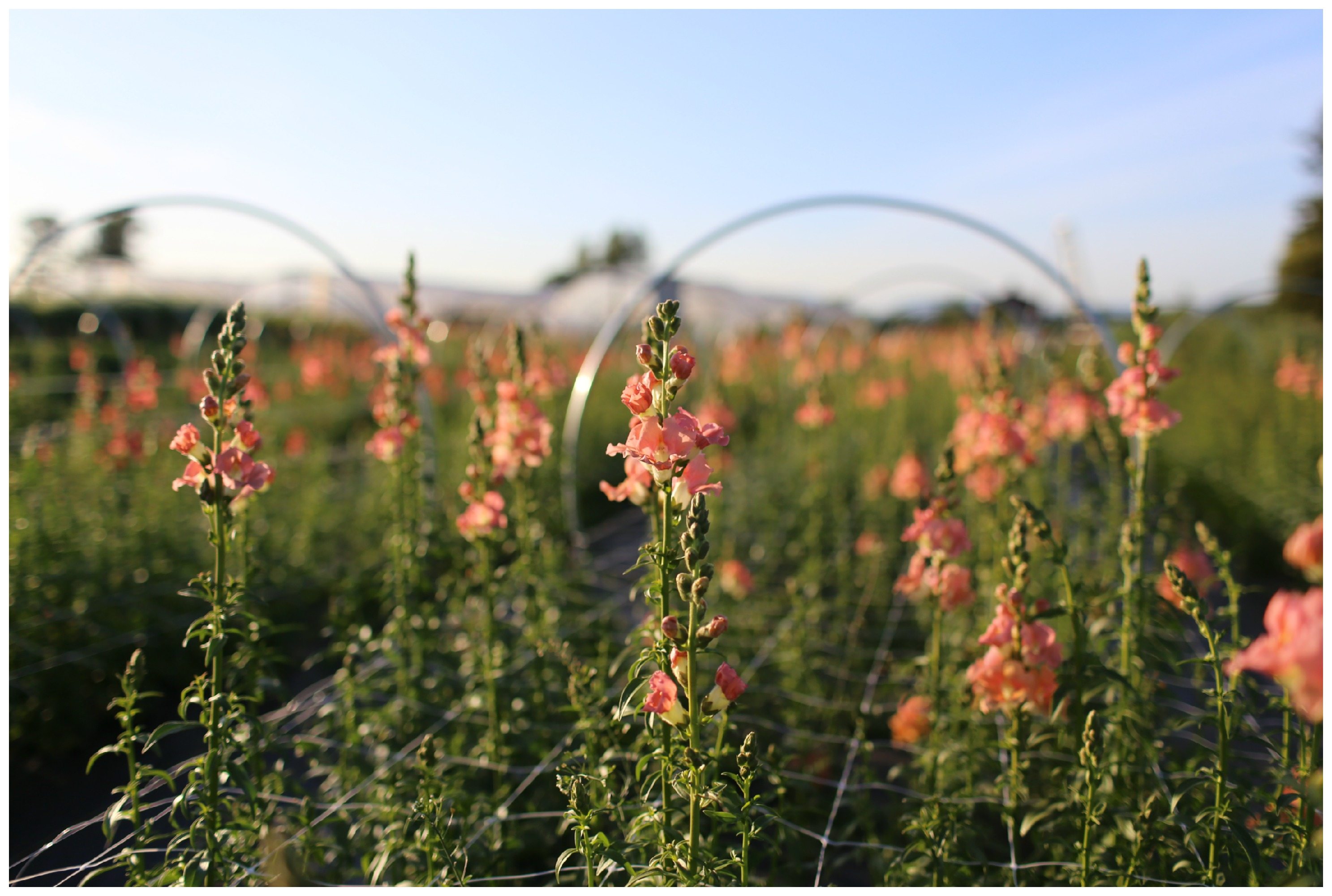 Snapdragons growing in a field