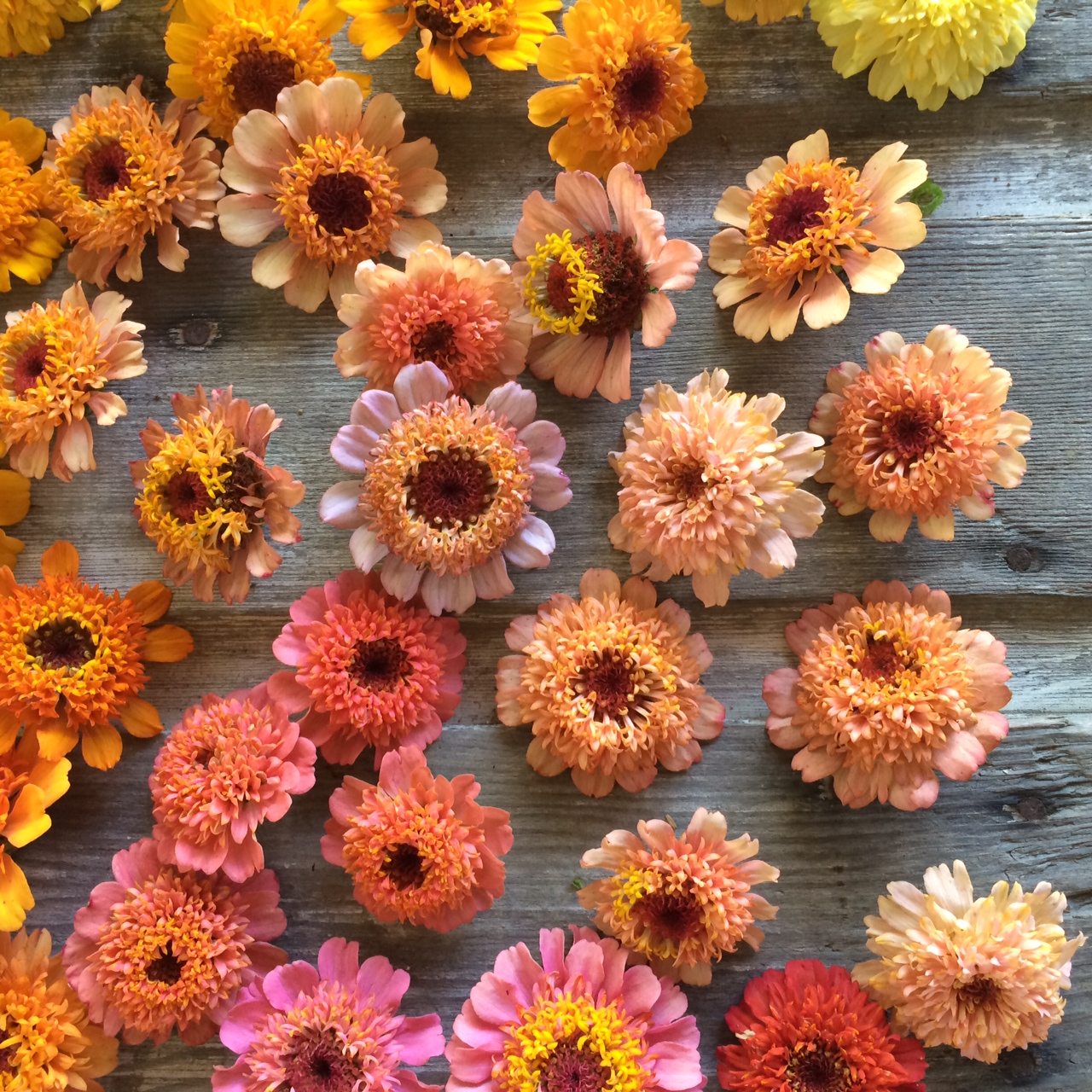 Zinnia blooms