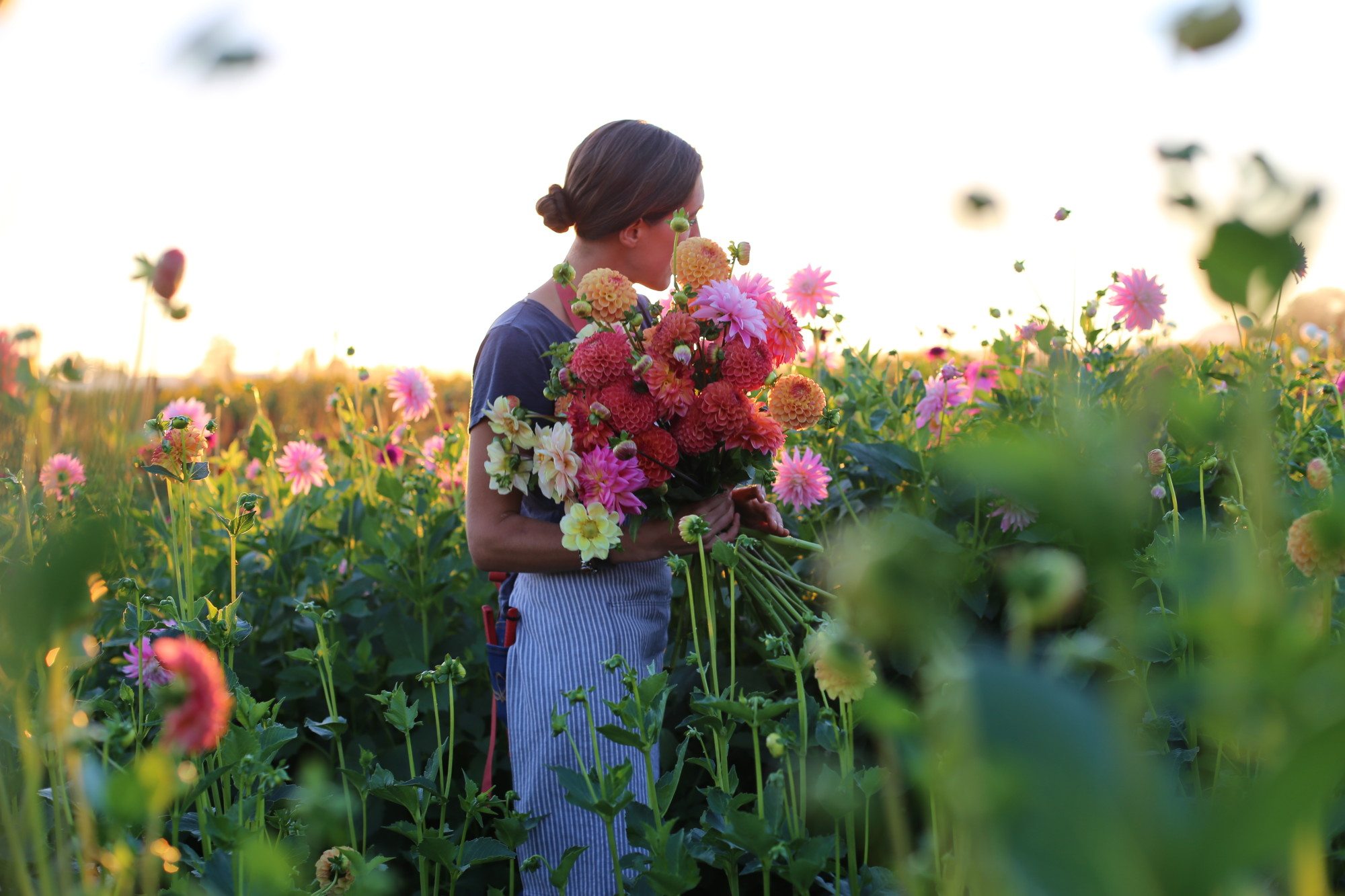 Erin Benzakein harvesting dahlias