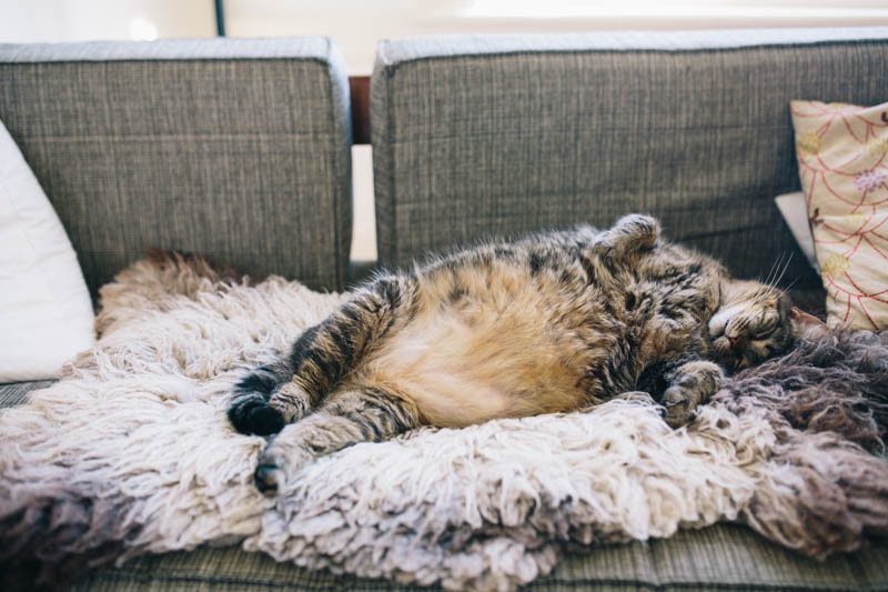 A cat sleeping on a couch