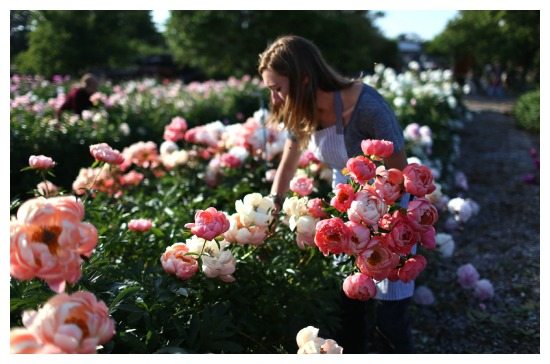 Floret at North Field Farms peony patch