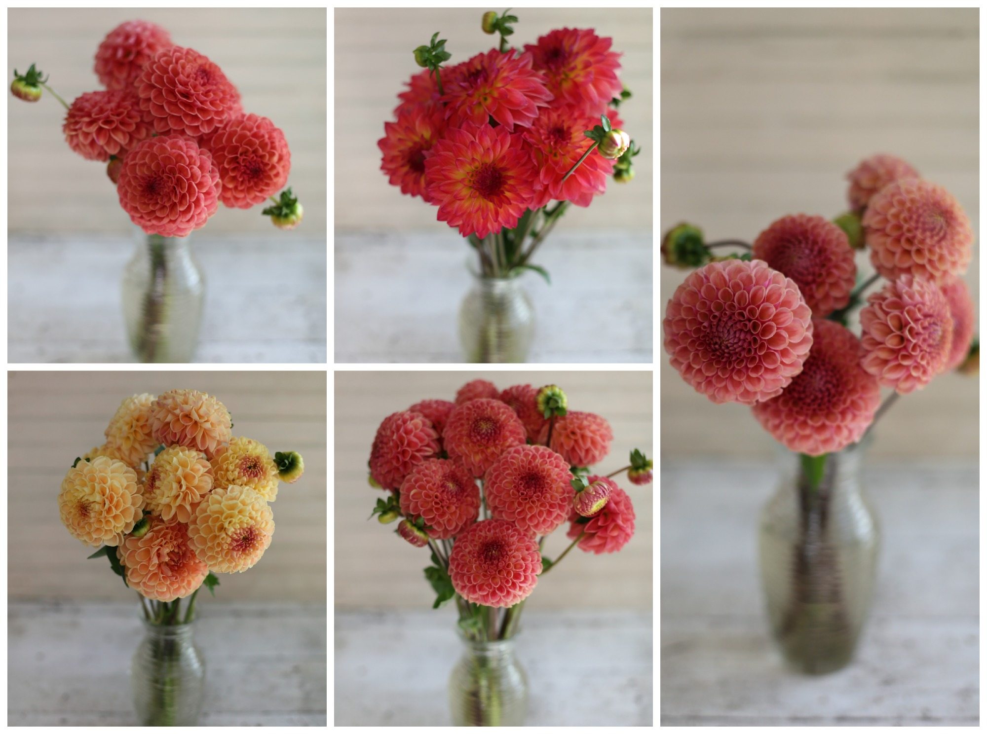 Dahlias in vases