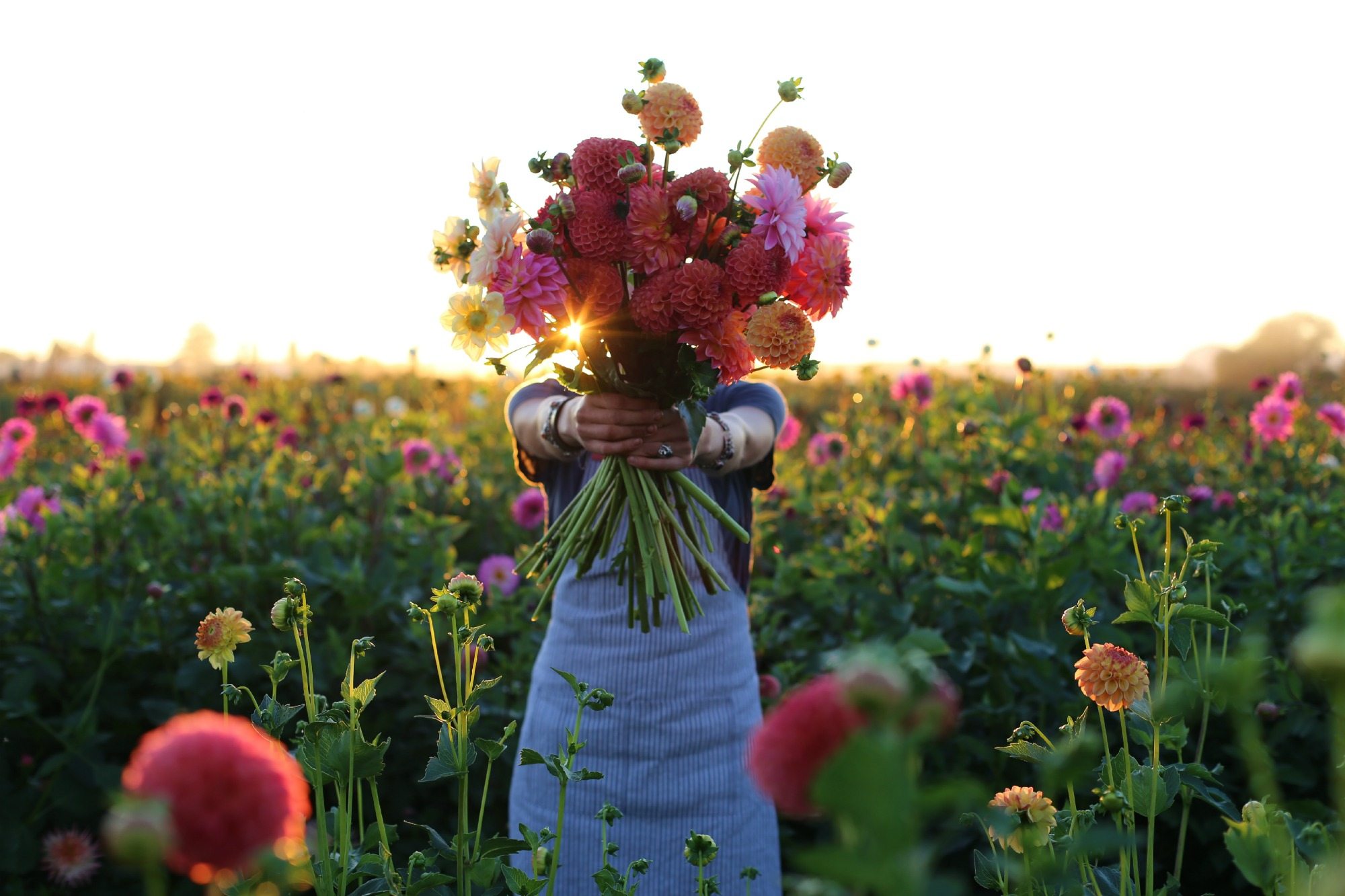 Erin Benzakein holding a bouquet of dahlias in a field