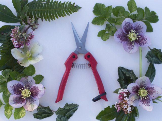 A pair of snips surrounded by flowers