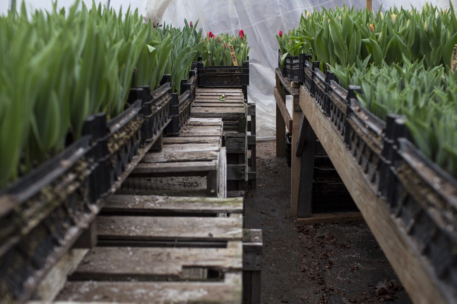 Crates of tulips on tables