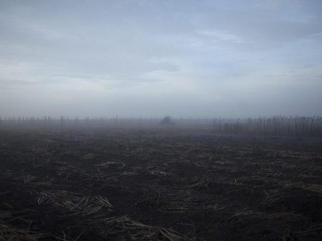 A field of dead plant material in fog