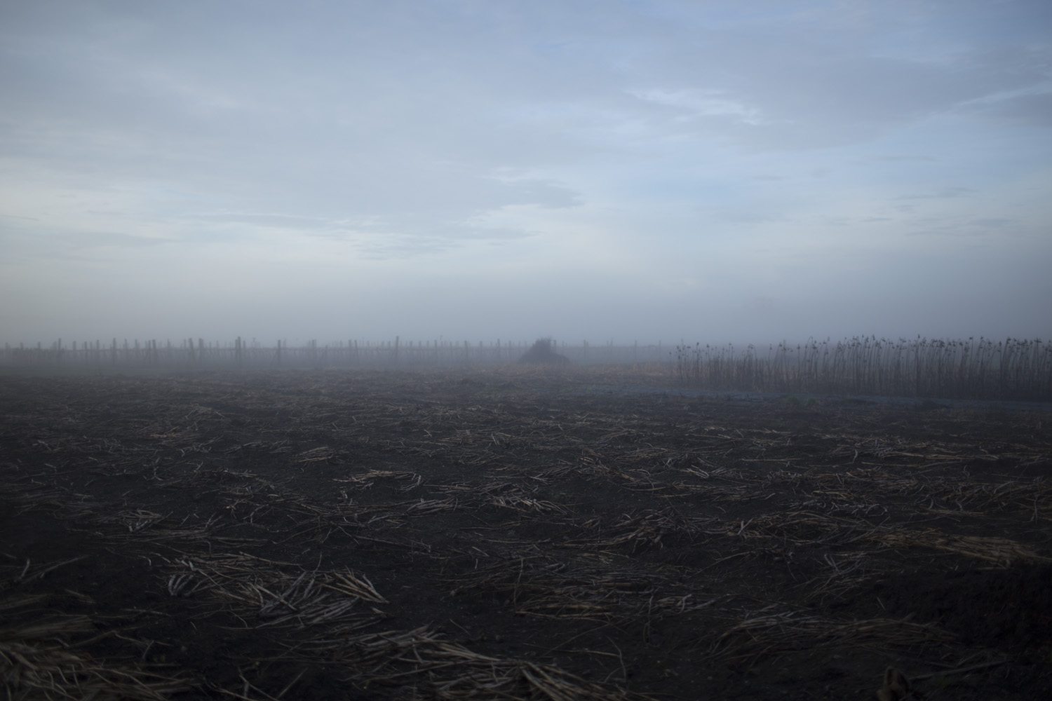 A field of dead plant material in fog