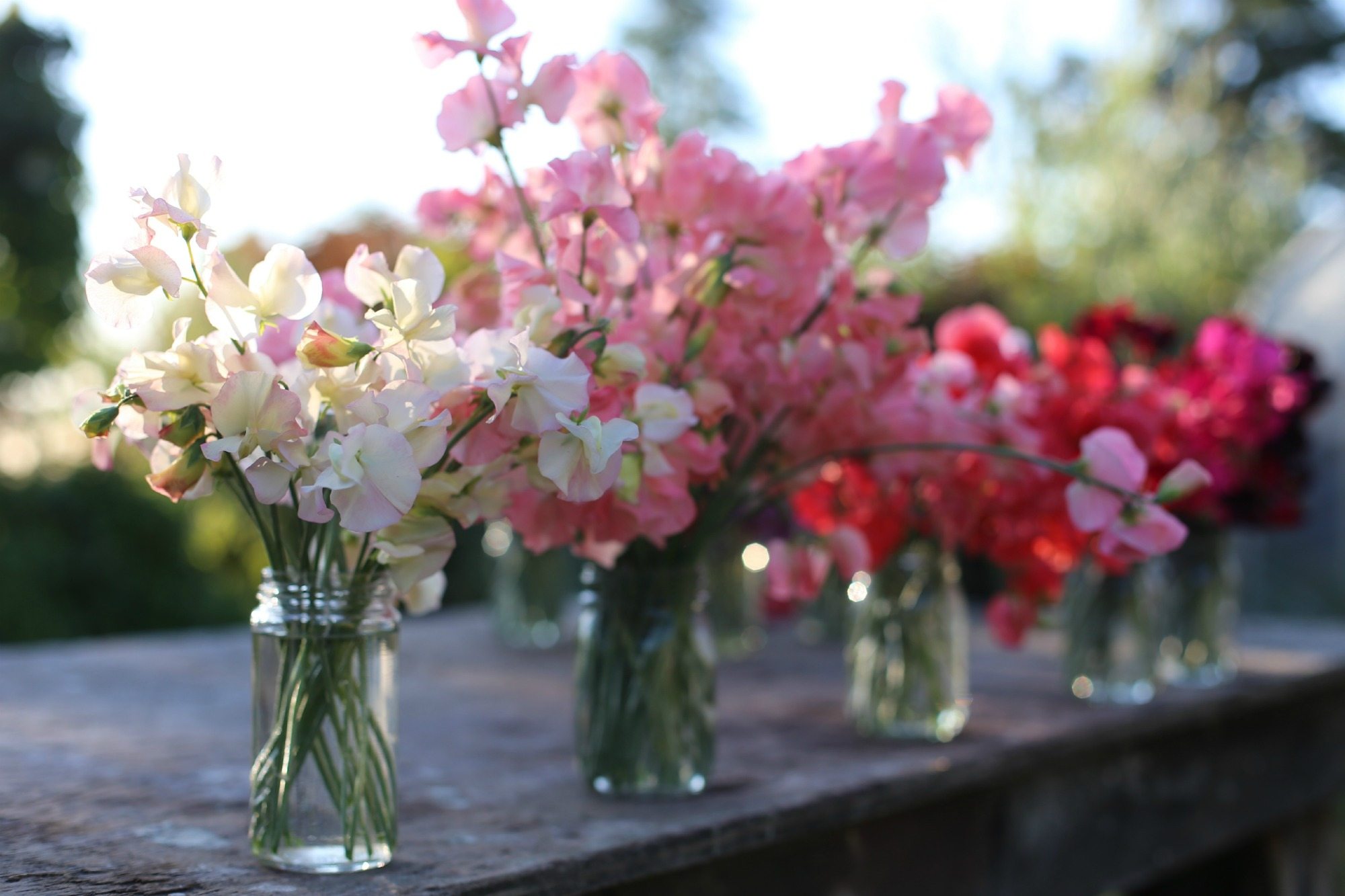 Sweet peas in jars