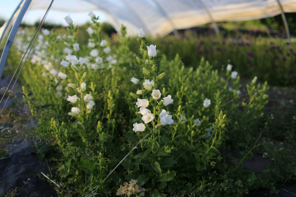 https://www.floretflowers.com/wp-content/uploads/2015/01/campanula-1024x682.jpg