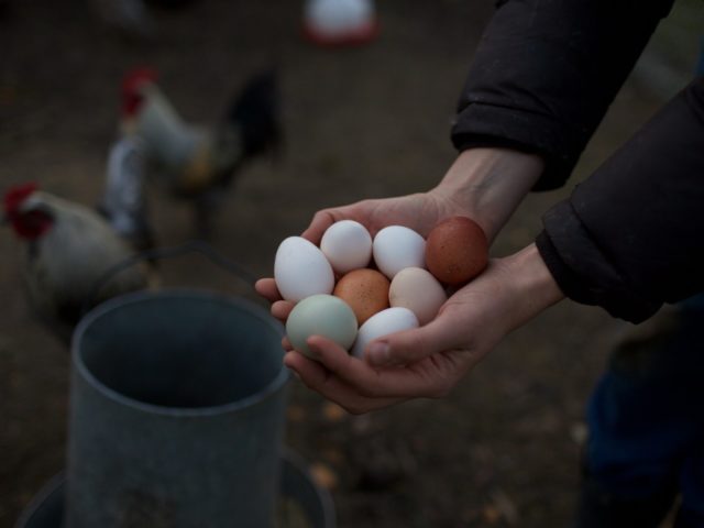 Collecting eggs