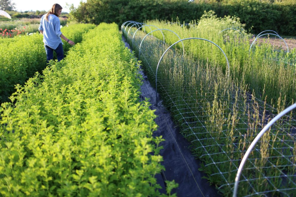 Blundering Gardener: Garlic farm experience shows contrast between