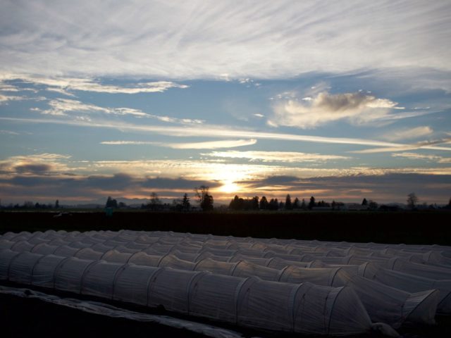 Greenhouse at sunset